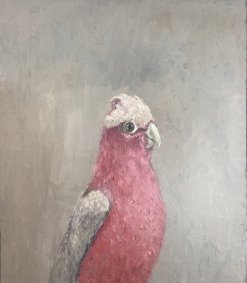 Pink Cockatoo, oil on board - £460