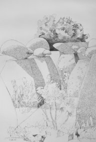 Peacock Topiary at Great Dixter, pencil on paper, 18x26 - £1,600