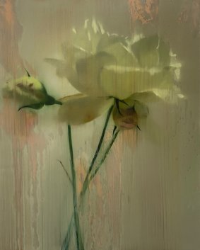 Nick Archer Rose On Cream 77 X 62 Cm Oil On Canvas